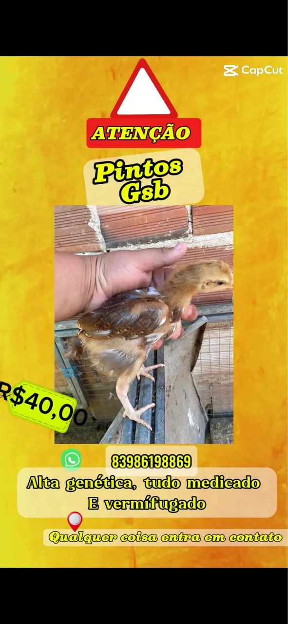 Pintos gsb
