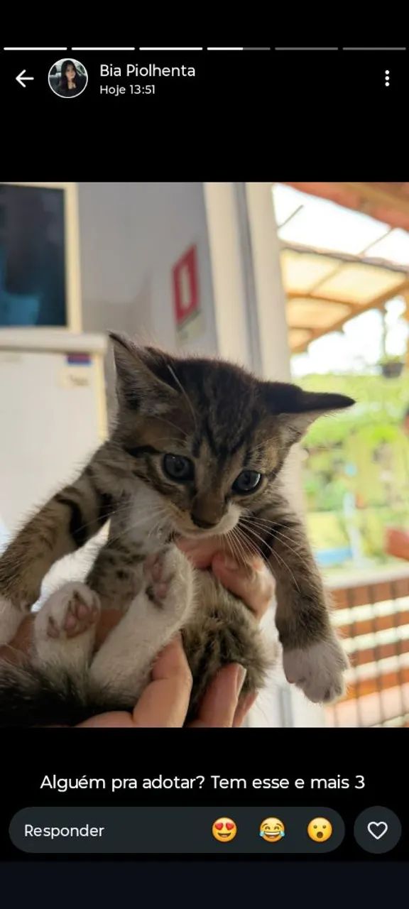 Doação de gatos  - Foto 2
