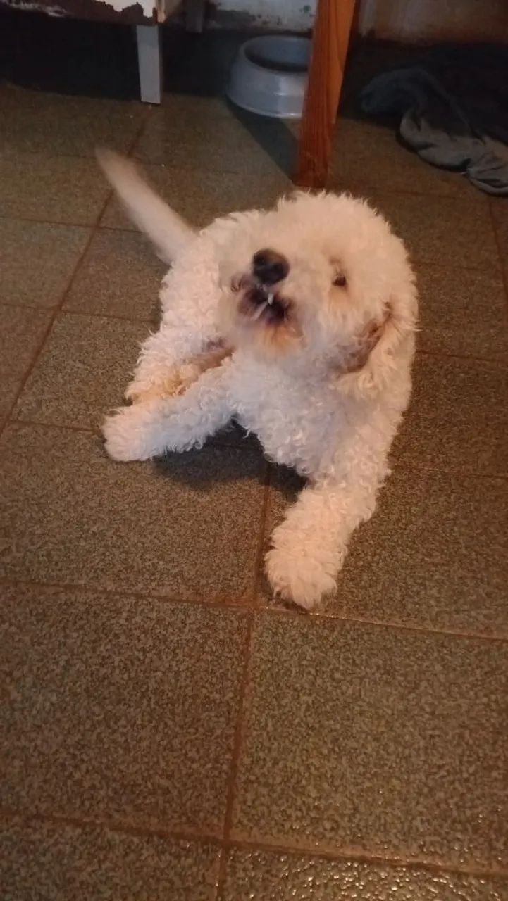 Cachorro  - Foto 5