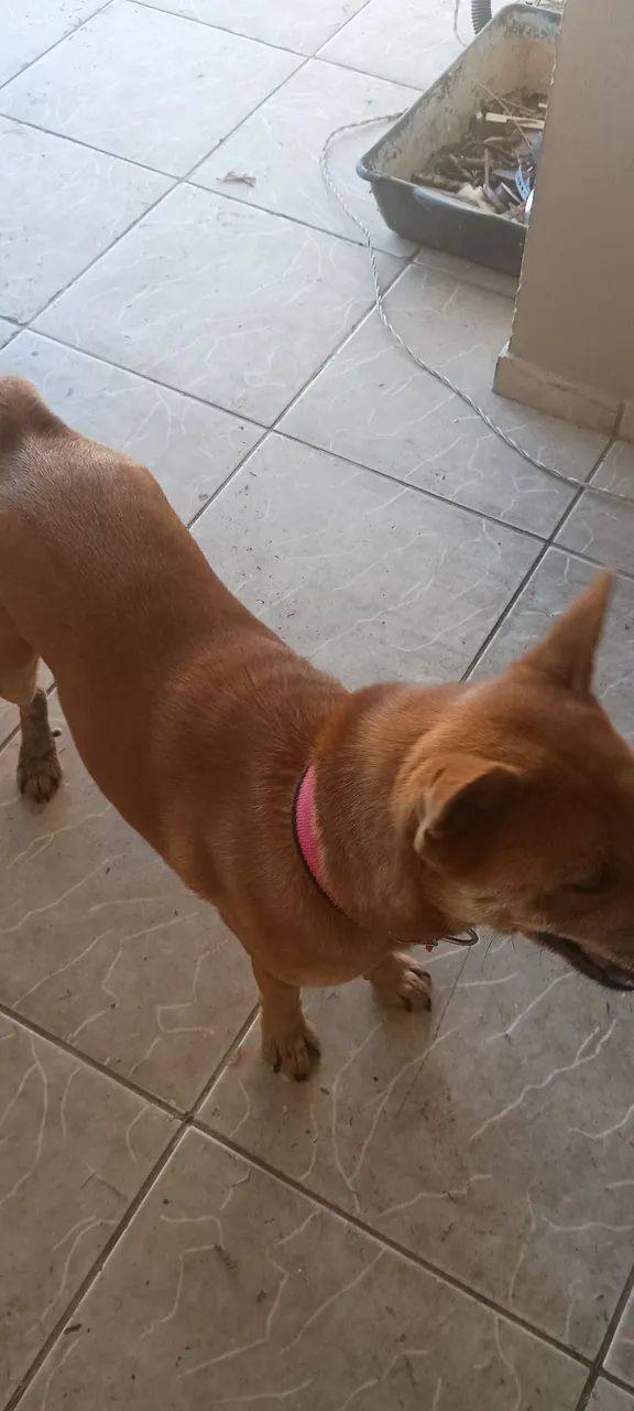 Doa-se Cachorrinha !!! - Foto 3
