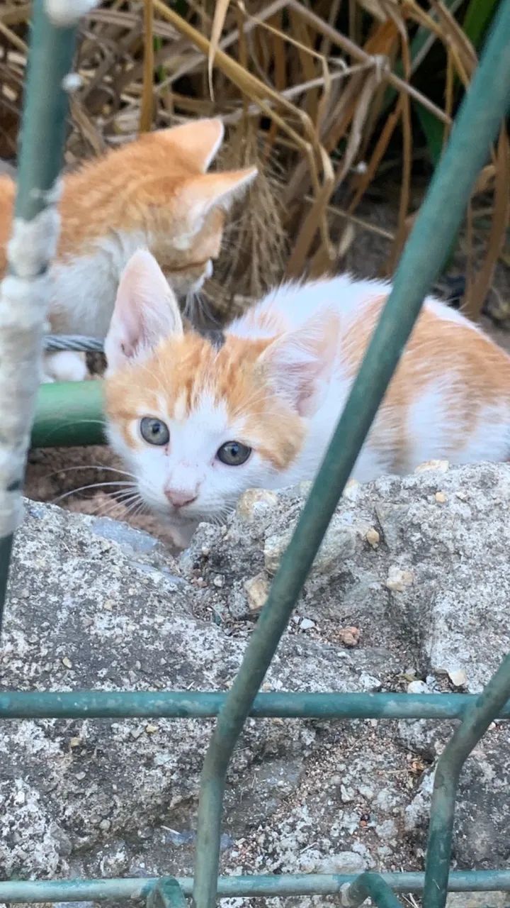 doa-se gatinho