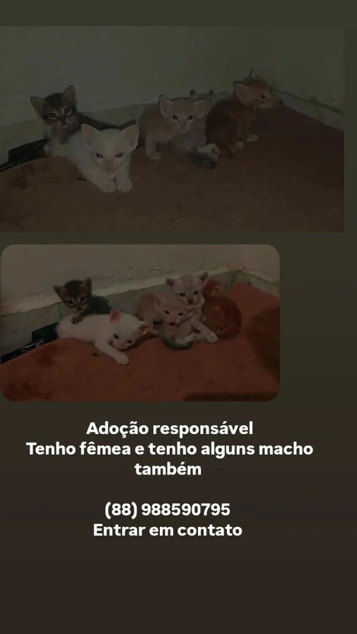 Gato para adoção 