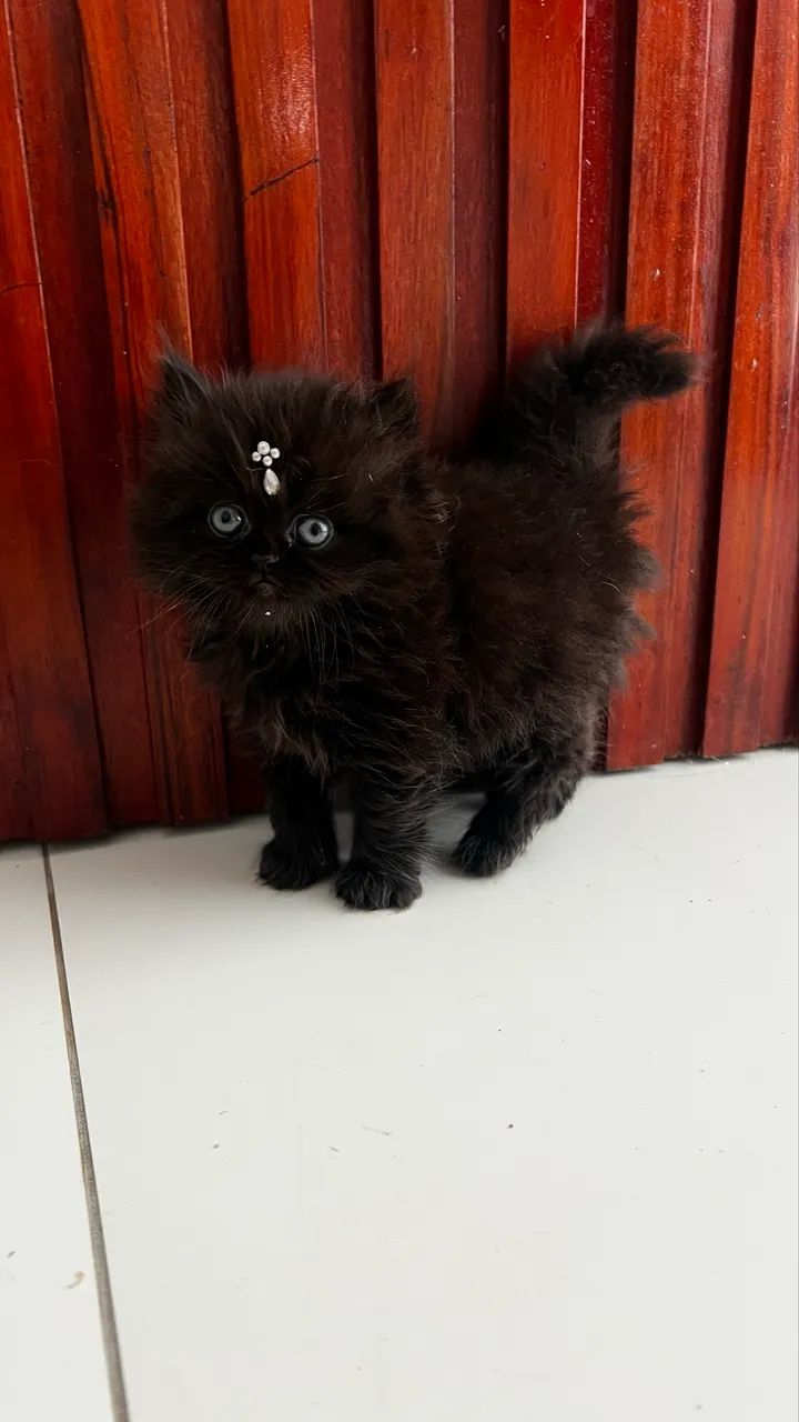 Vendo Gatinha persa 