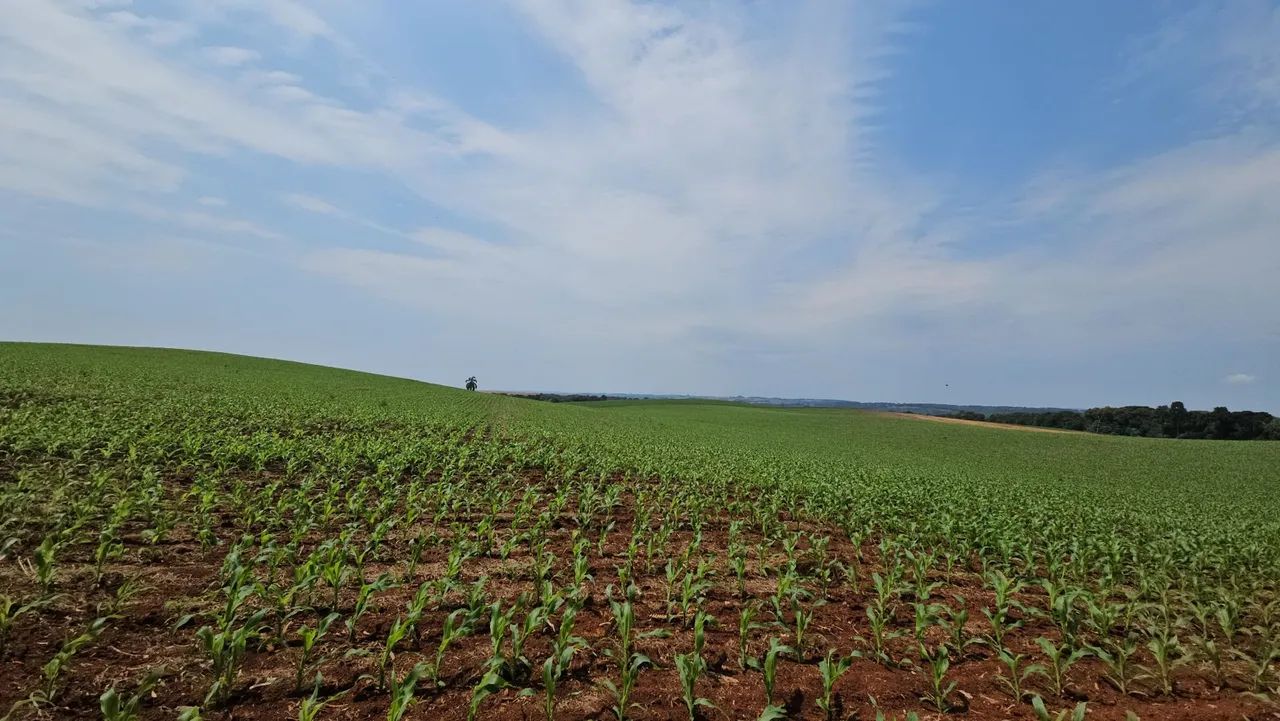Fazenda em Mangueirinha PR
