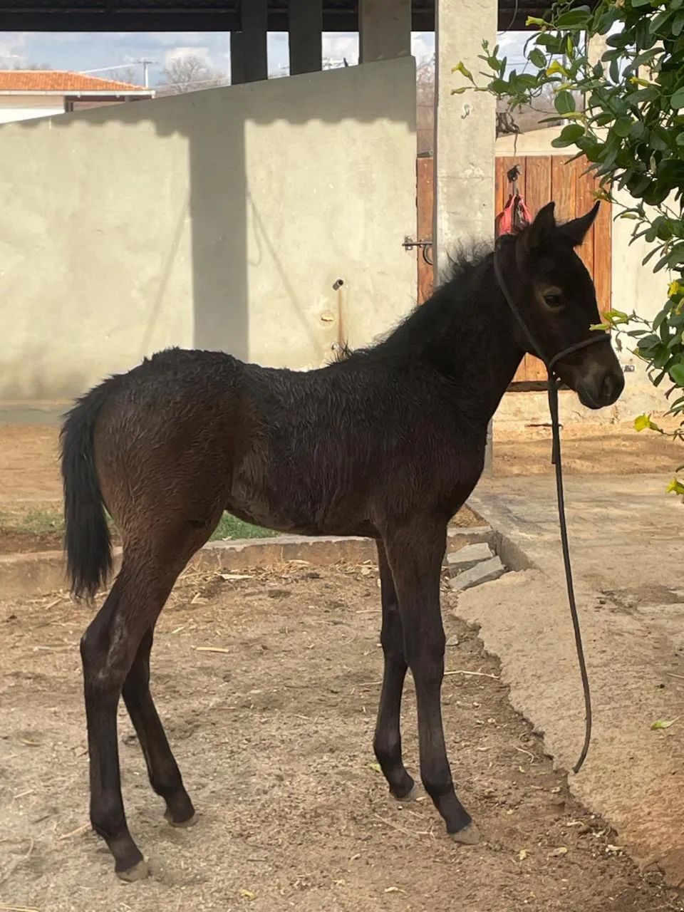 Potra Quarto de Milha Pura - Foto 2