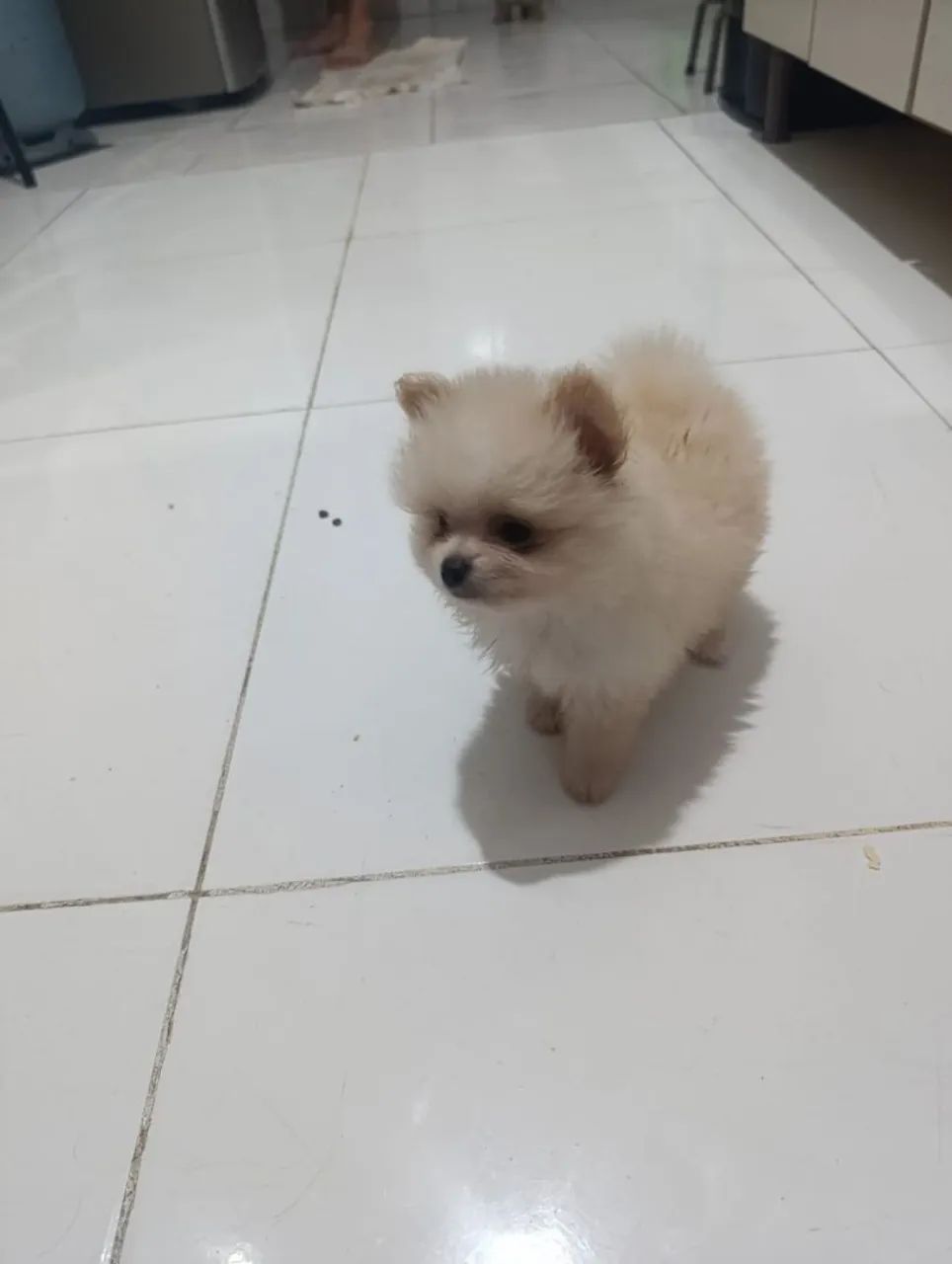 Spitz alemao macho  - Foto 2