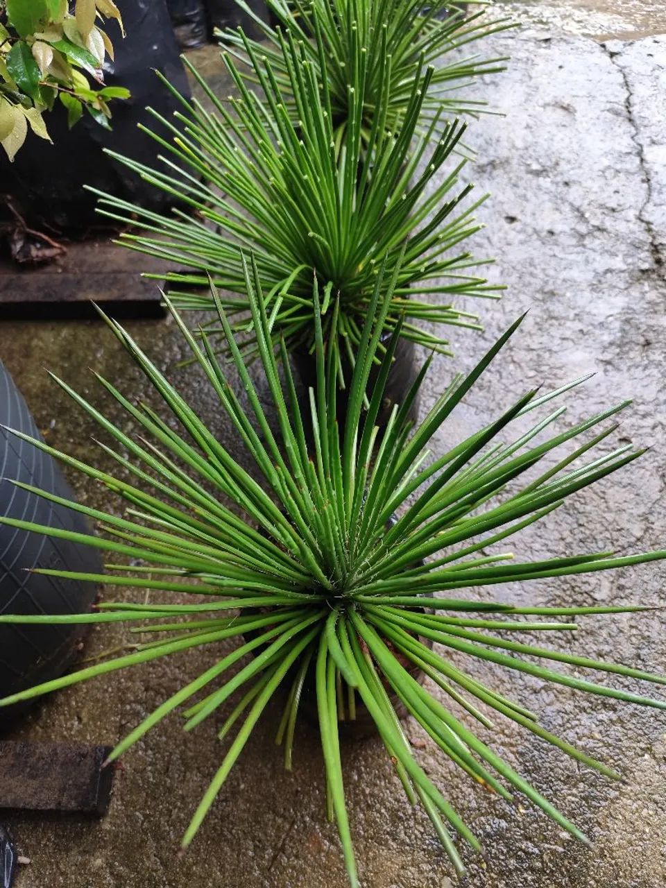 AGAVE PALITO  - Foto 5