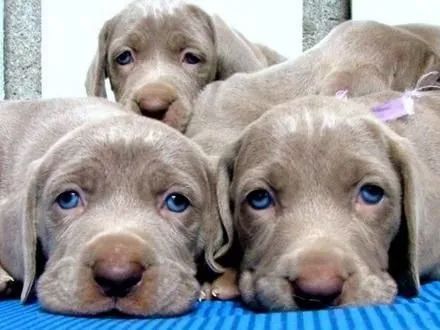 Weimaraner Machos e Femeas 