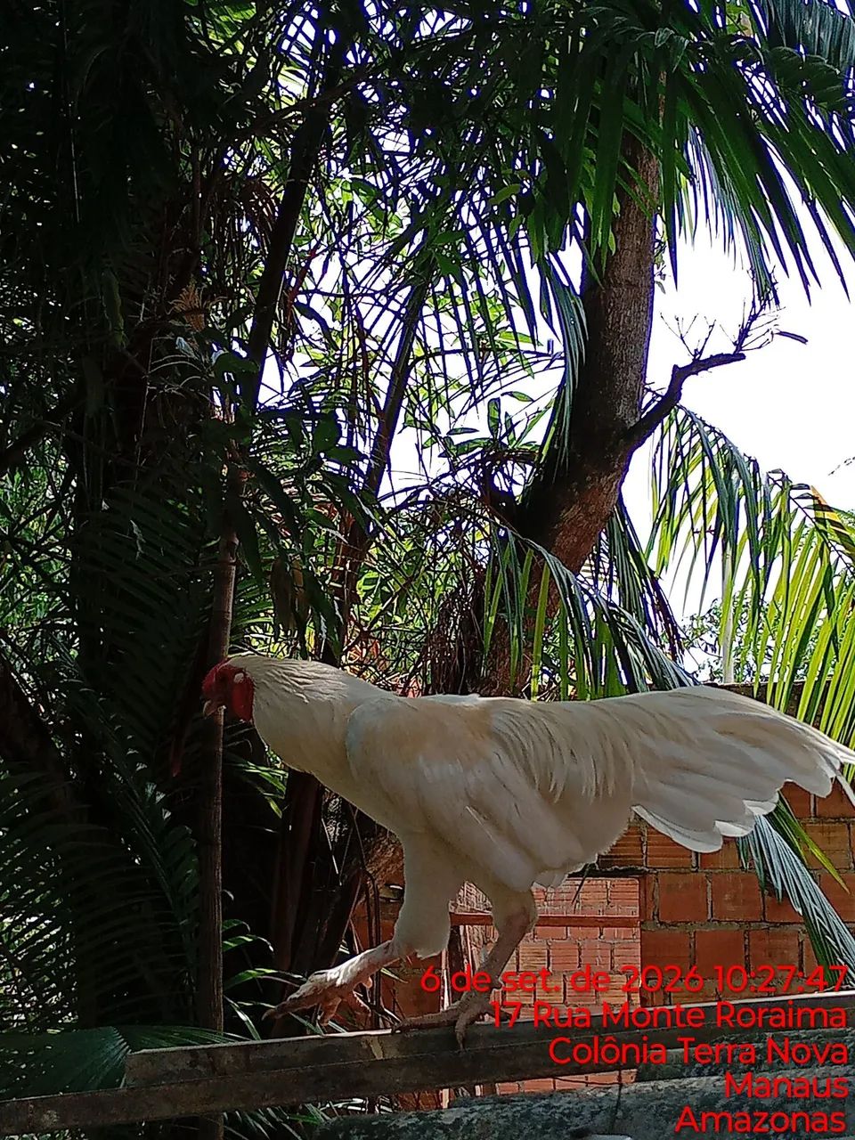 Galo  - Foto 4