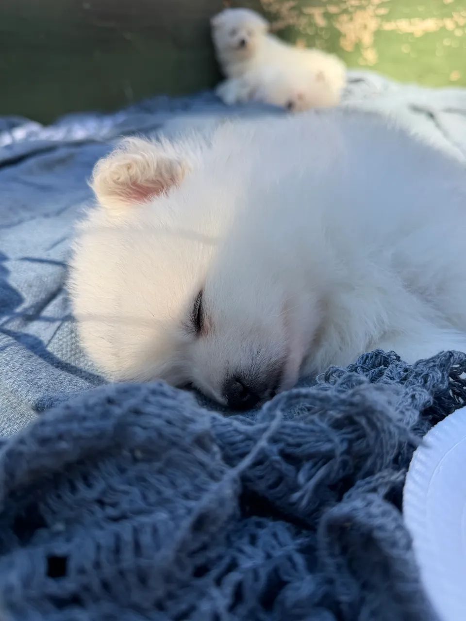 Lulu  - Foto 2