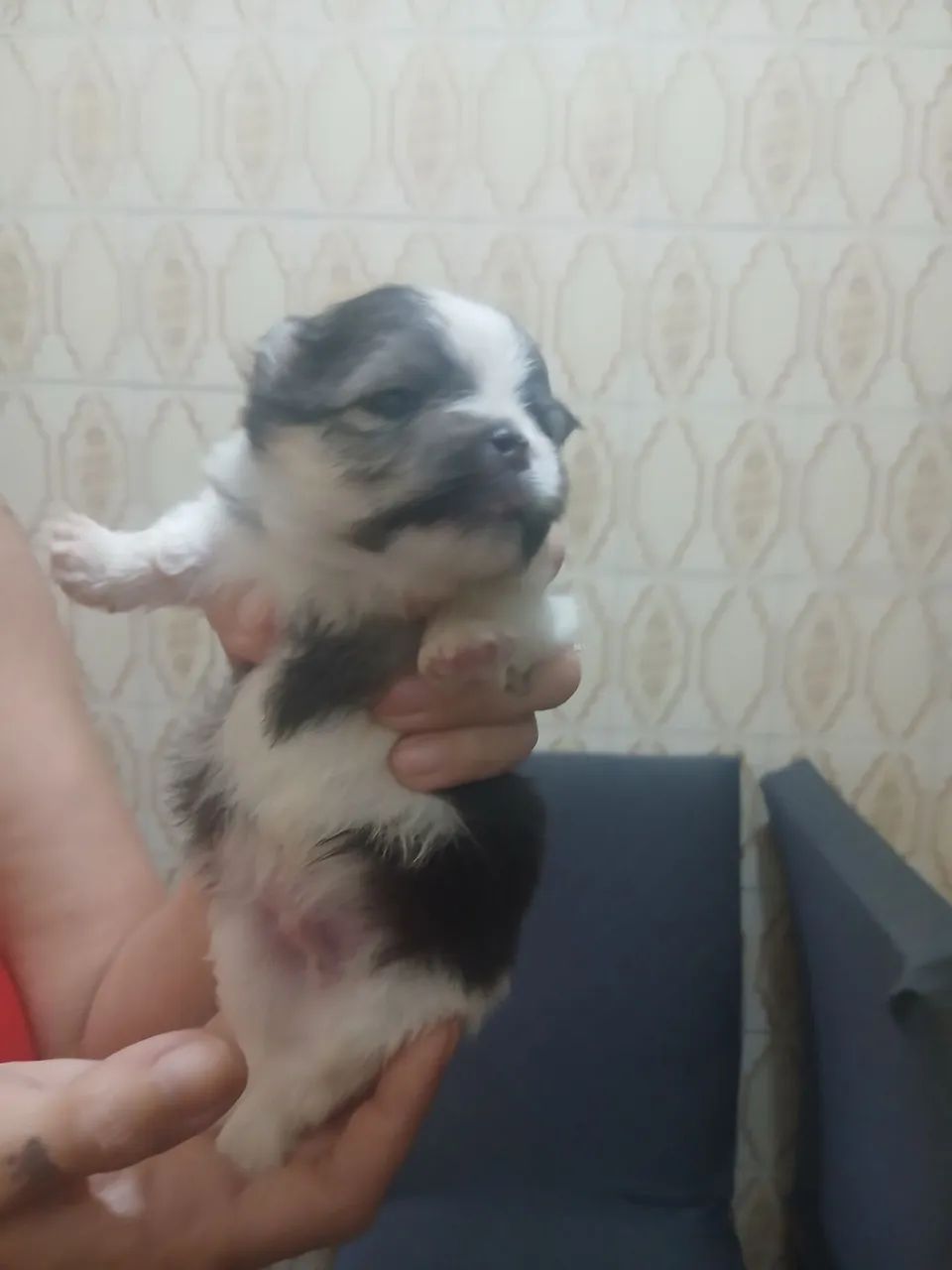 Filhotes de Spitz - Foto 5