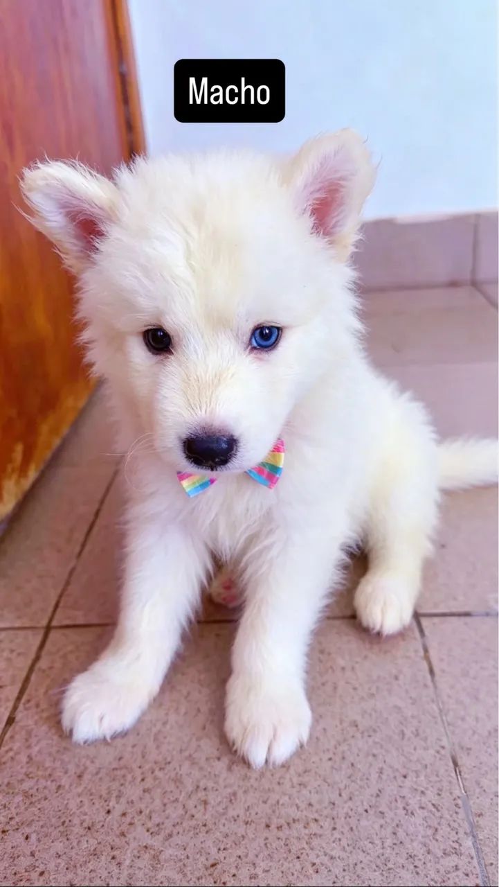 Cachorro 