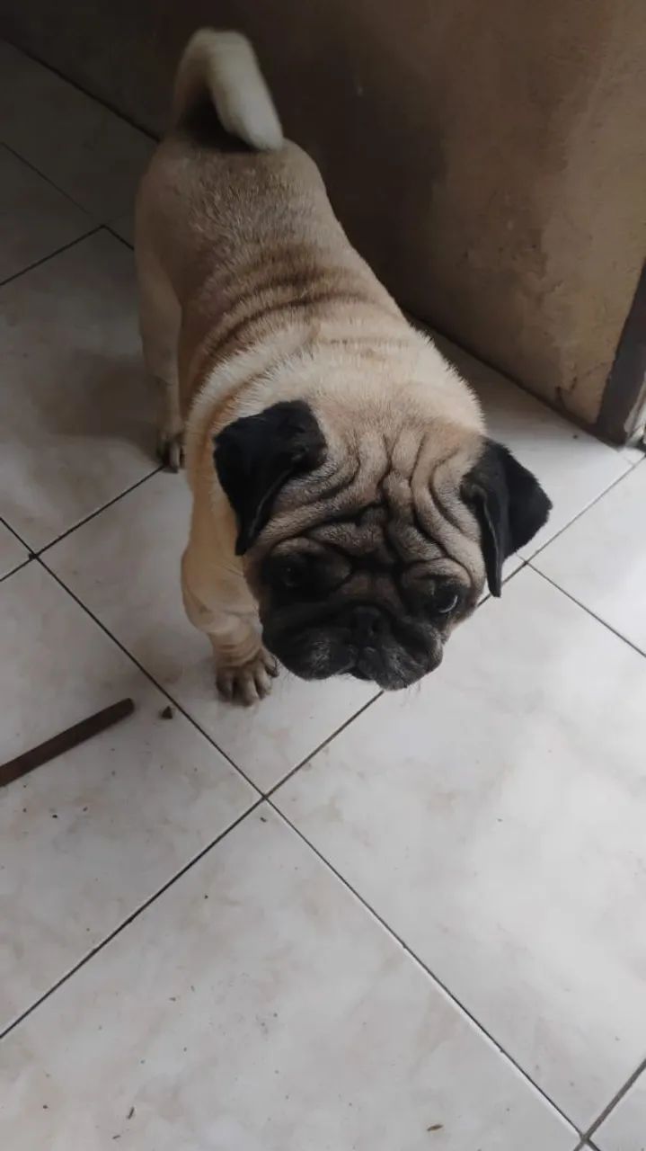 Doação pug - Foto 2