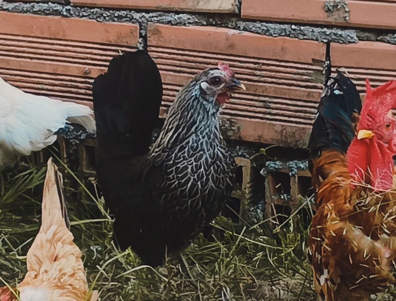 Mini garnisé,galise,seramaxnagazaki.. - Foto 6