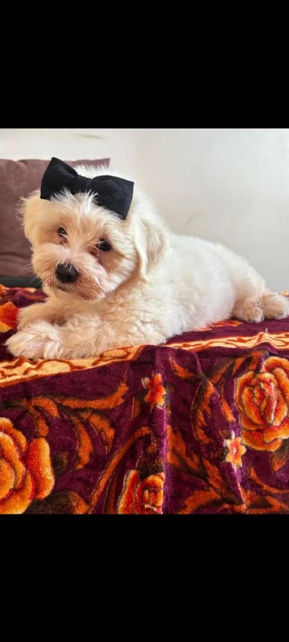 Cachorra