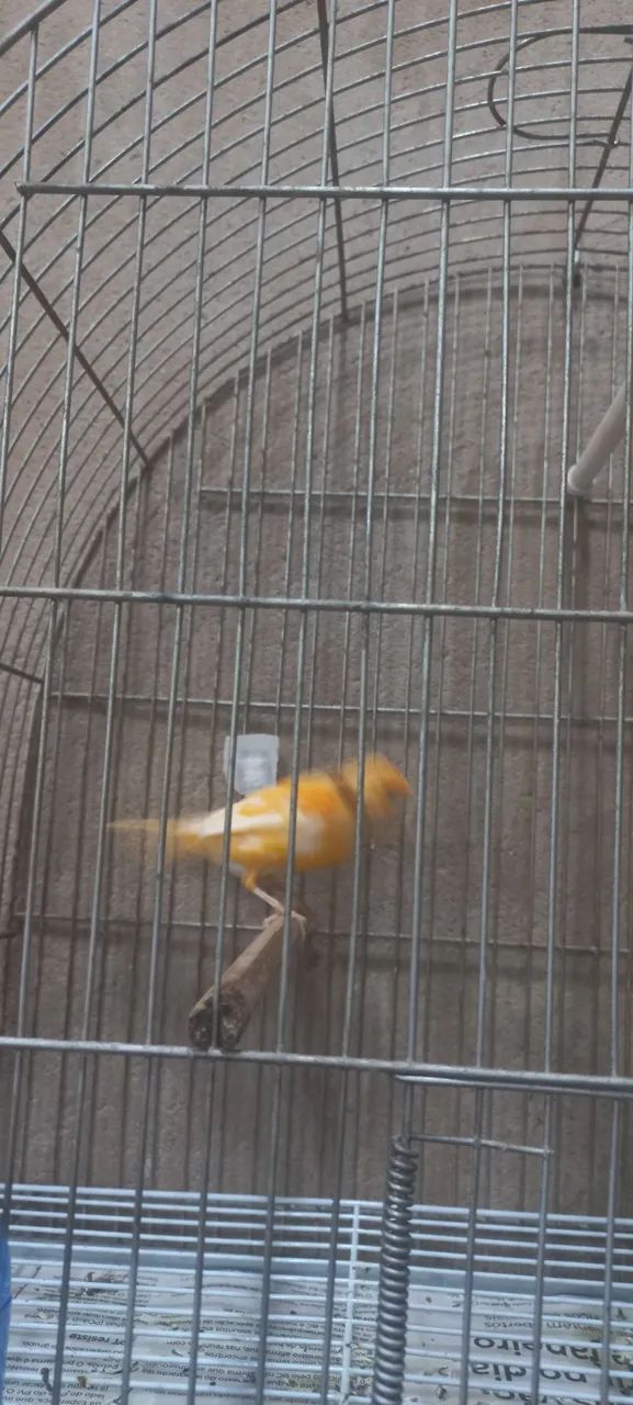 Calça cenoura  - Foto 3