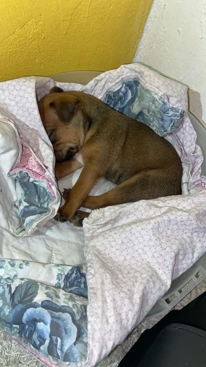 Filhote pinscher 0.1 - Foto 3