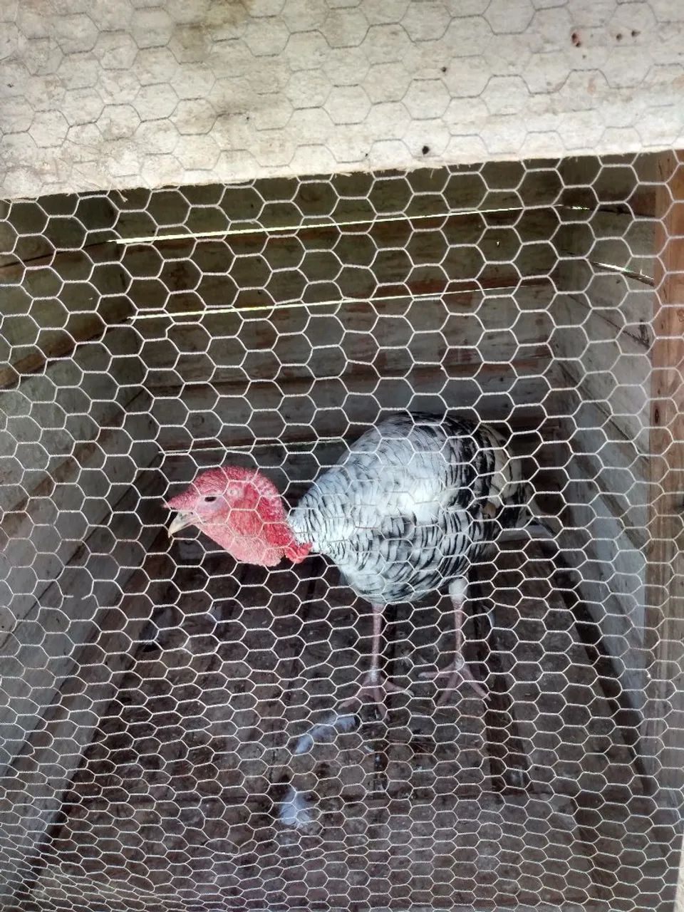 Vendo Peru