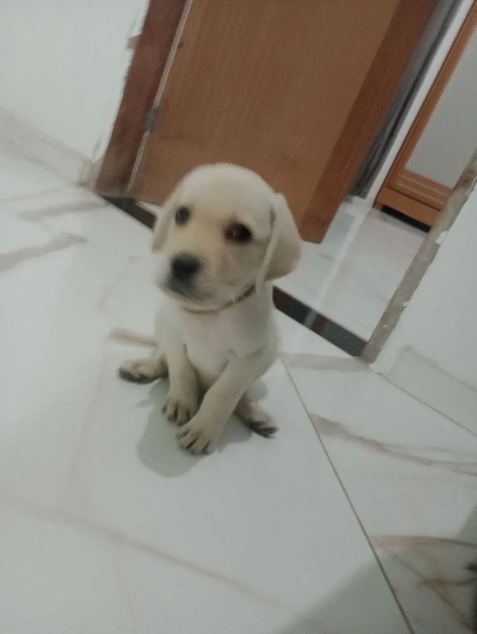 Labrador Retriever  - Foto 2
