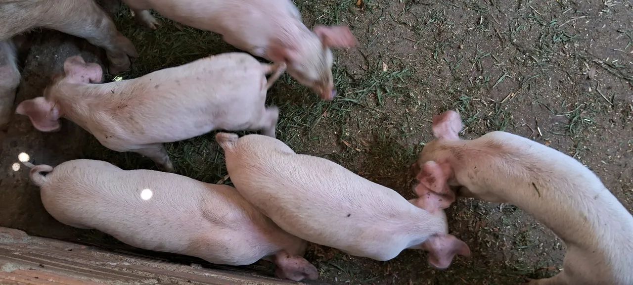 Leitao com 50 dias