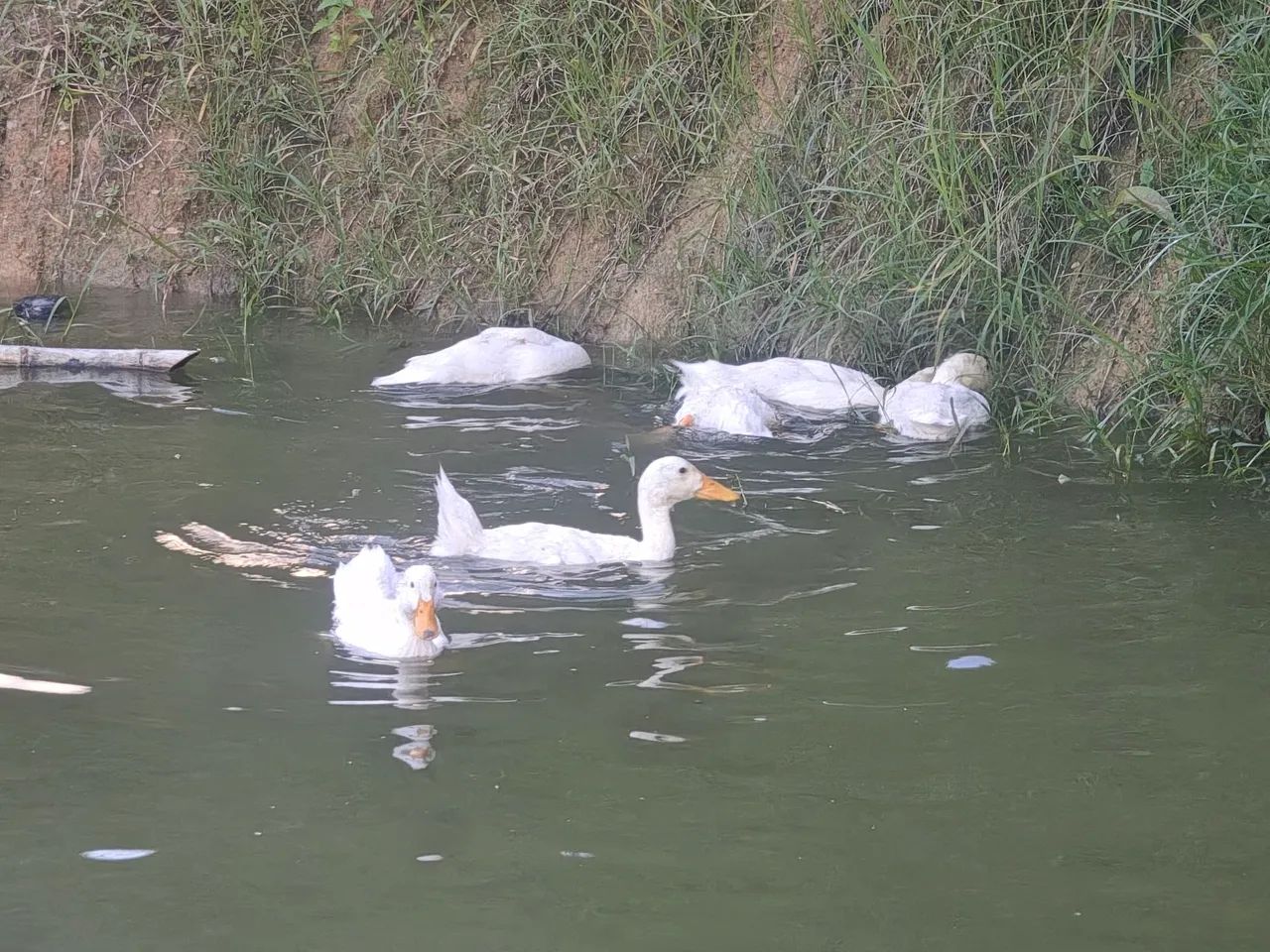 Marrecos de Pequim  - Foto 3