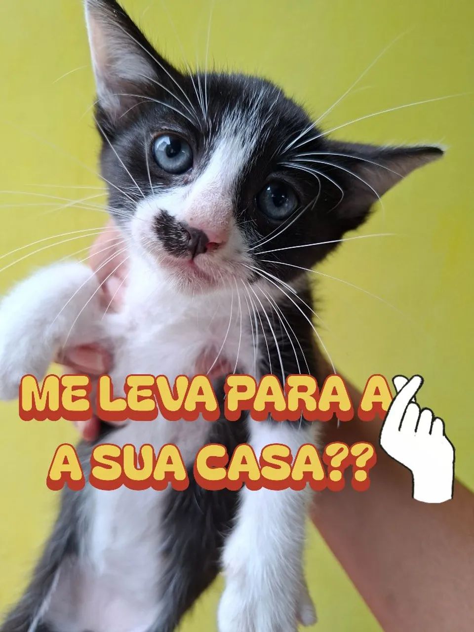 Doa-se Gatinhas - Foto 3