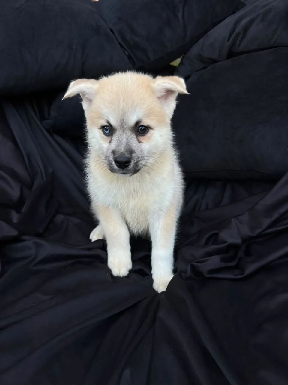 Adoção responsável de Pomsky 