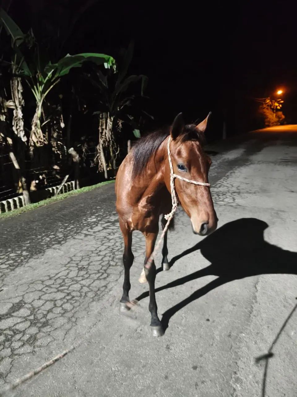 Cavalo ( potro) - Foto 2