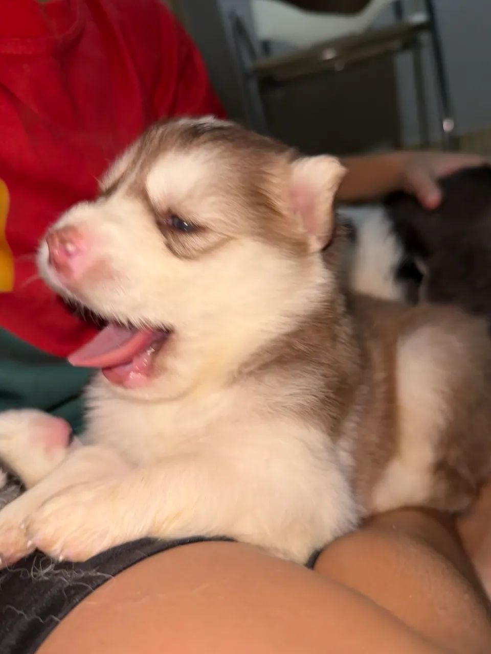 Husky siberiano  - Foto 3