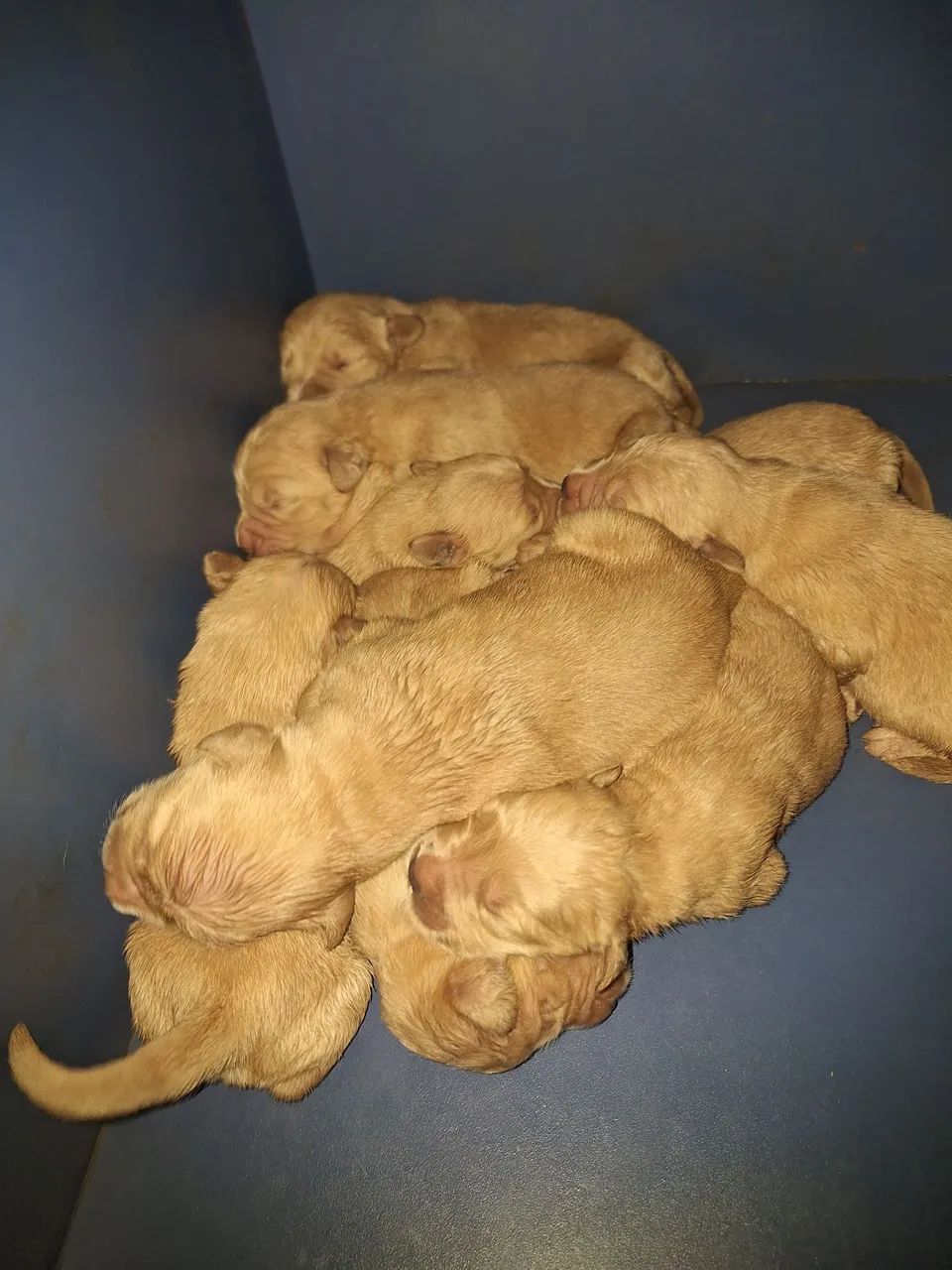 GOLDEN RETRIEVER - Ninhada disponível! <br>golden retriever - Foto 2