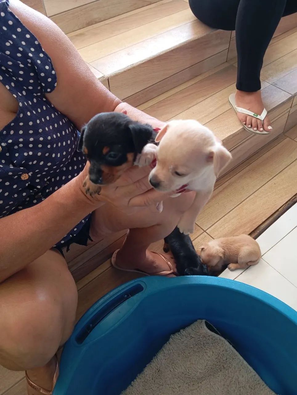 Filhotes de pinscher  - Foto 5