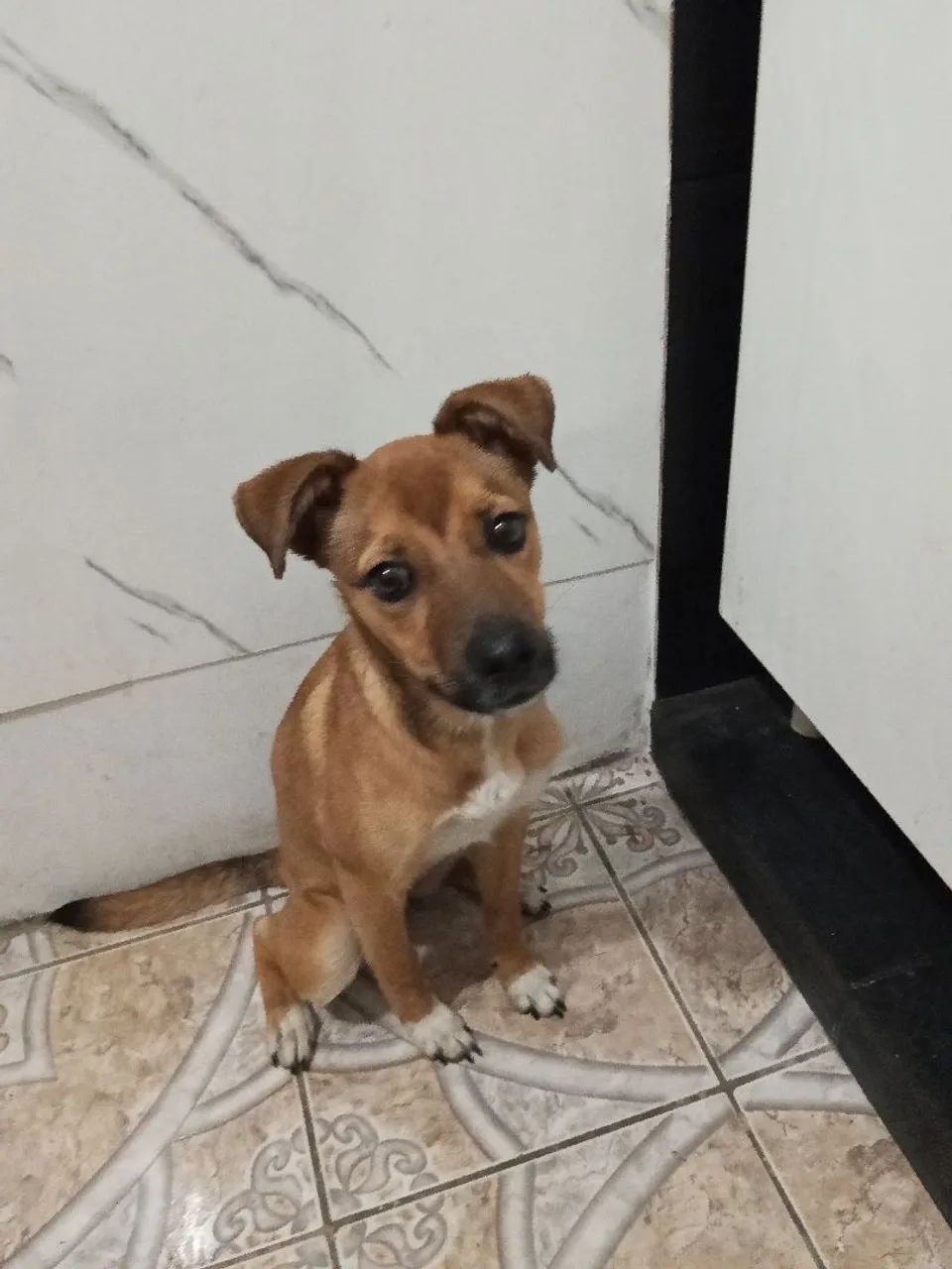 Adoção responsável