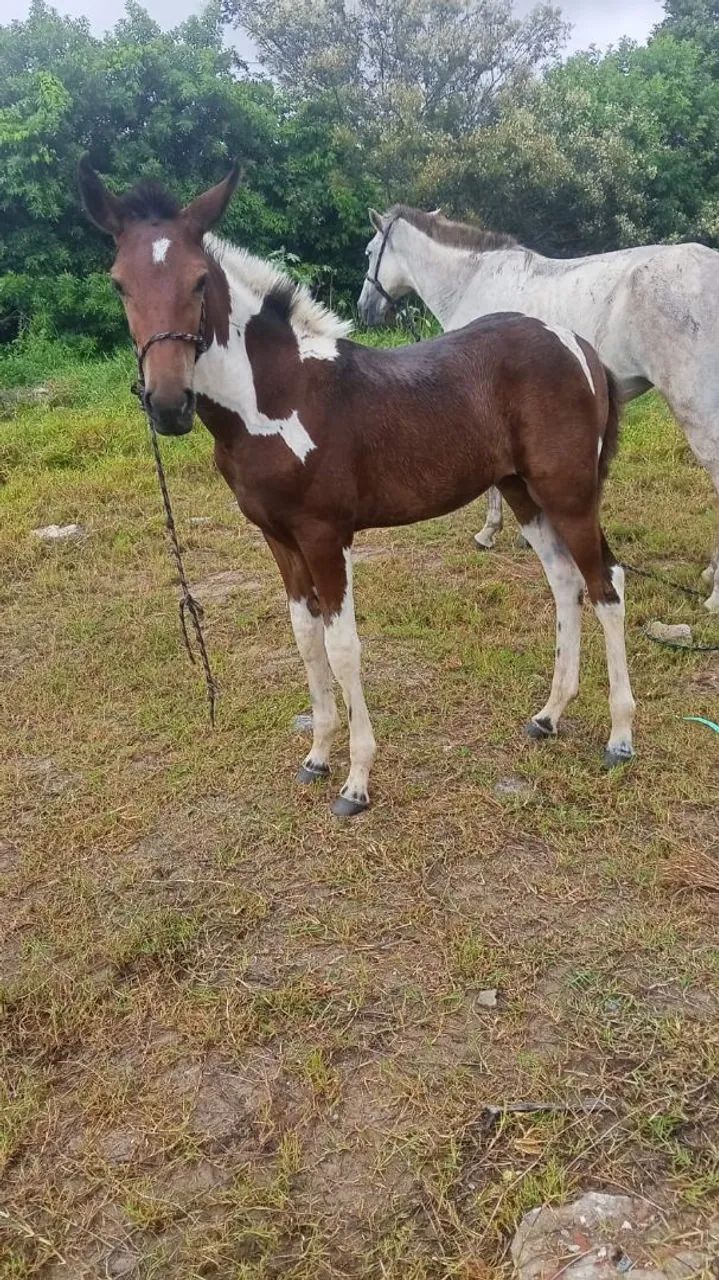 Égua parida  - Foto 6