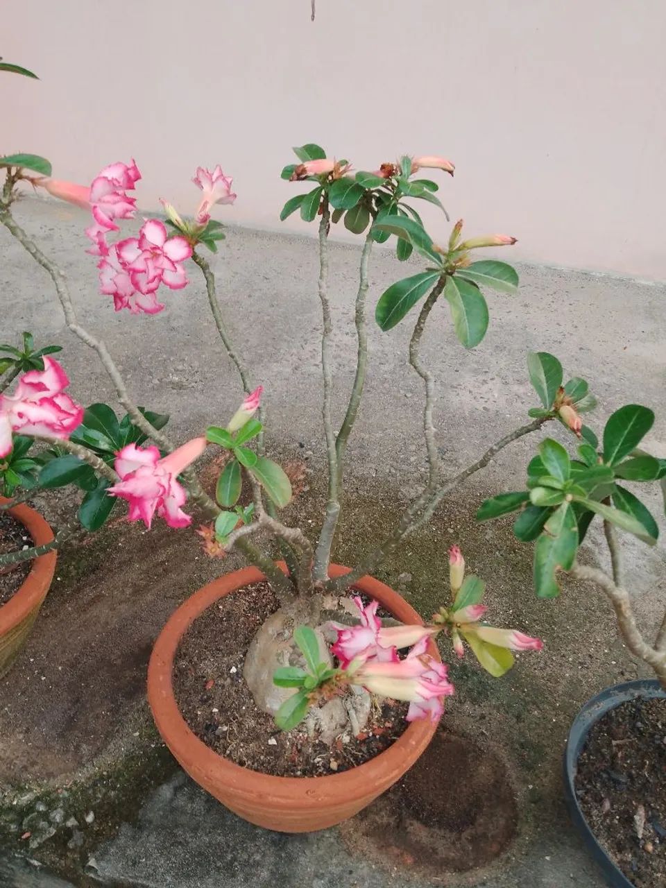 Rosas do Deserto  - Foto 3