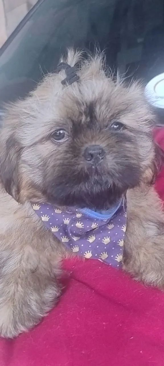Shih Tzu macho  - Foto 3