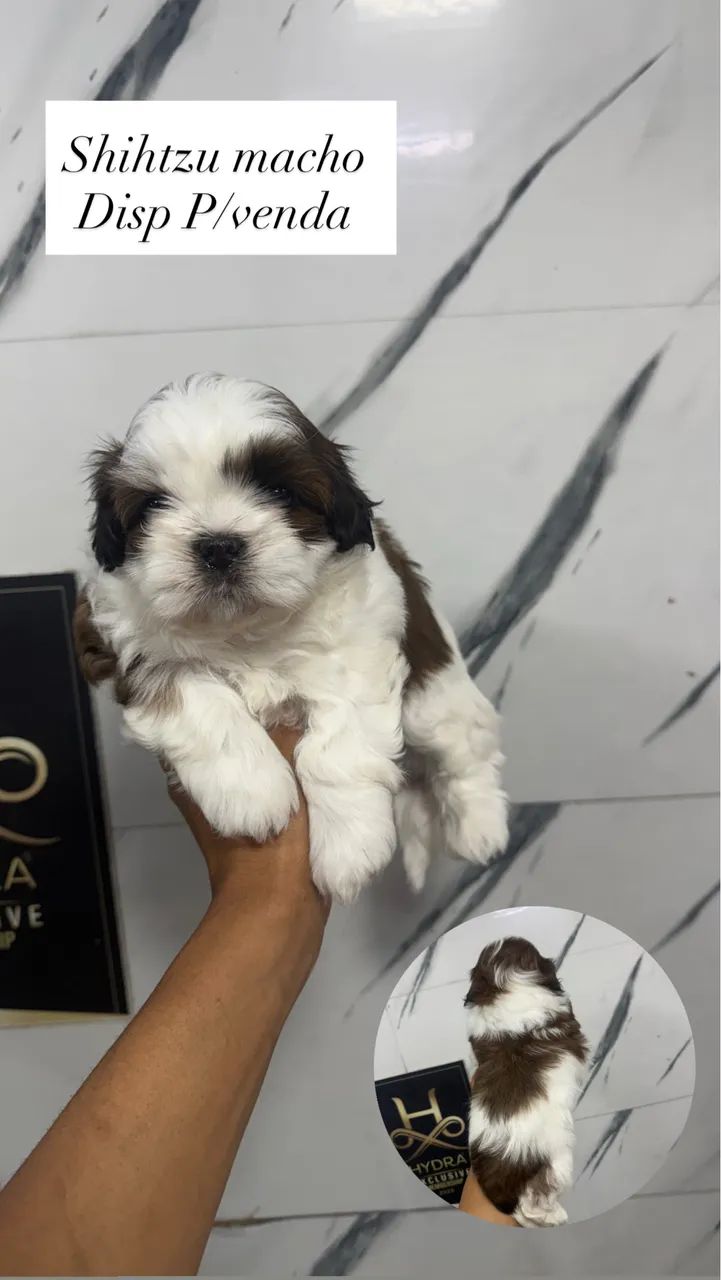 Shihtzu macho  - Foto 2