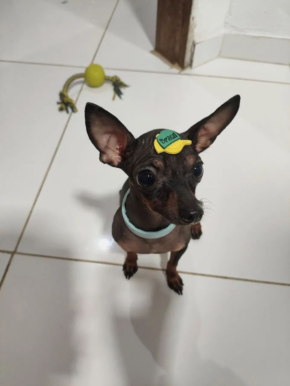 PINSCHER MACHO PARA CRUZA