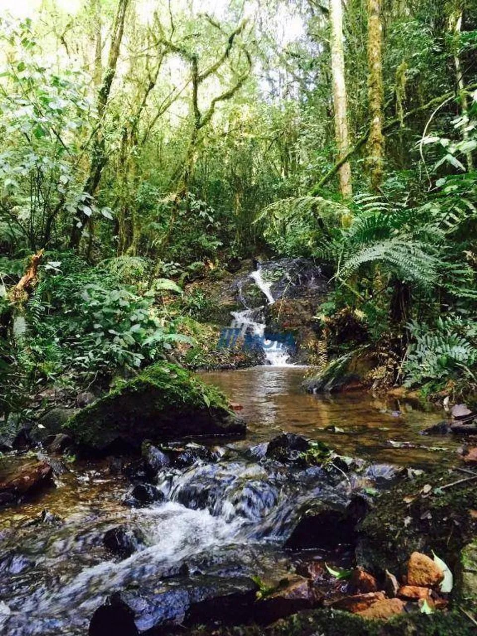 Ara para chácara Campo Largo com 21.796,00m2 com linda vista panorâmica para serra do São  - Foto 7
