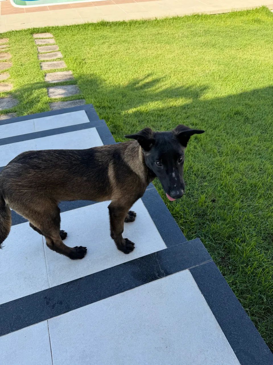 Pastor Belga Malinois - Macho com Pedigree CBKC - Foto 2