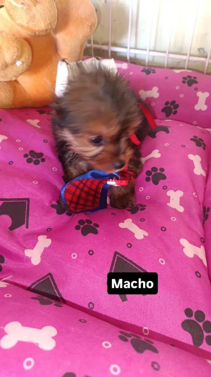 Yorkshire Terrier  - Foto 4
