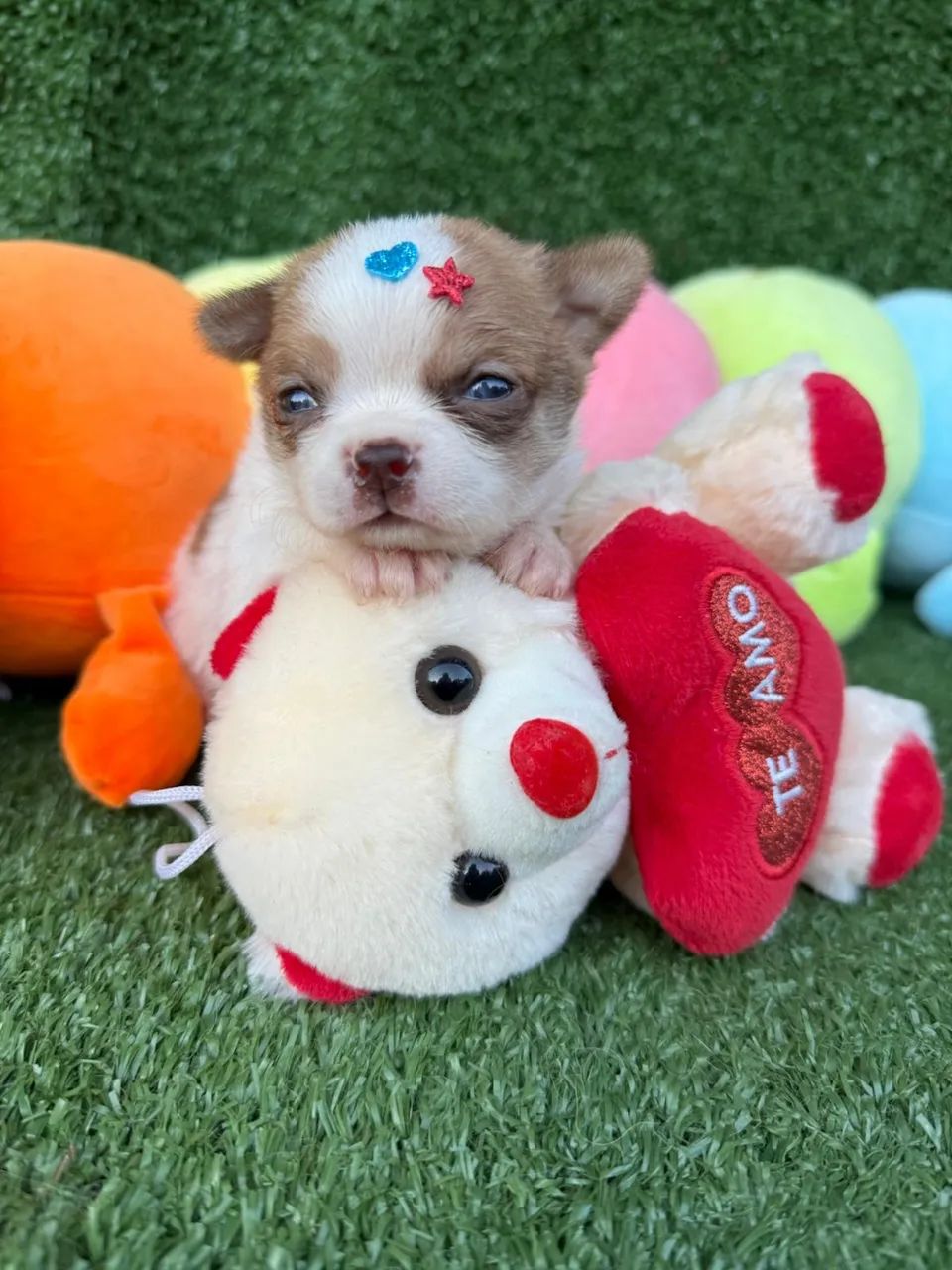 Chihuahua micro - Foto 5