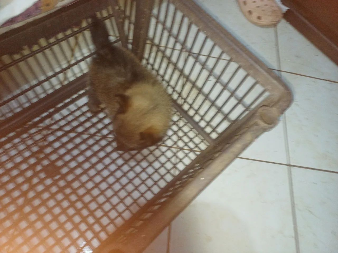 Animais  - Foto 2