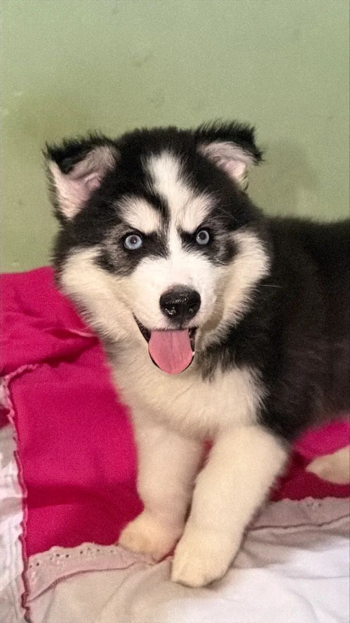 Husky Siberiano 