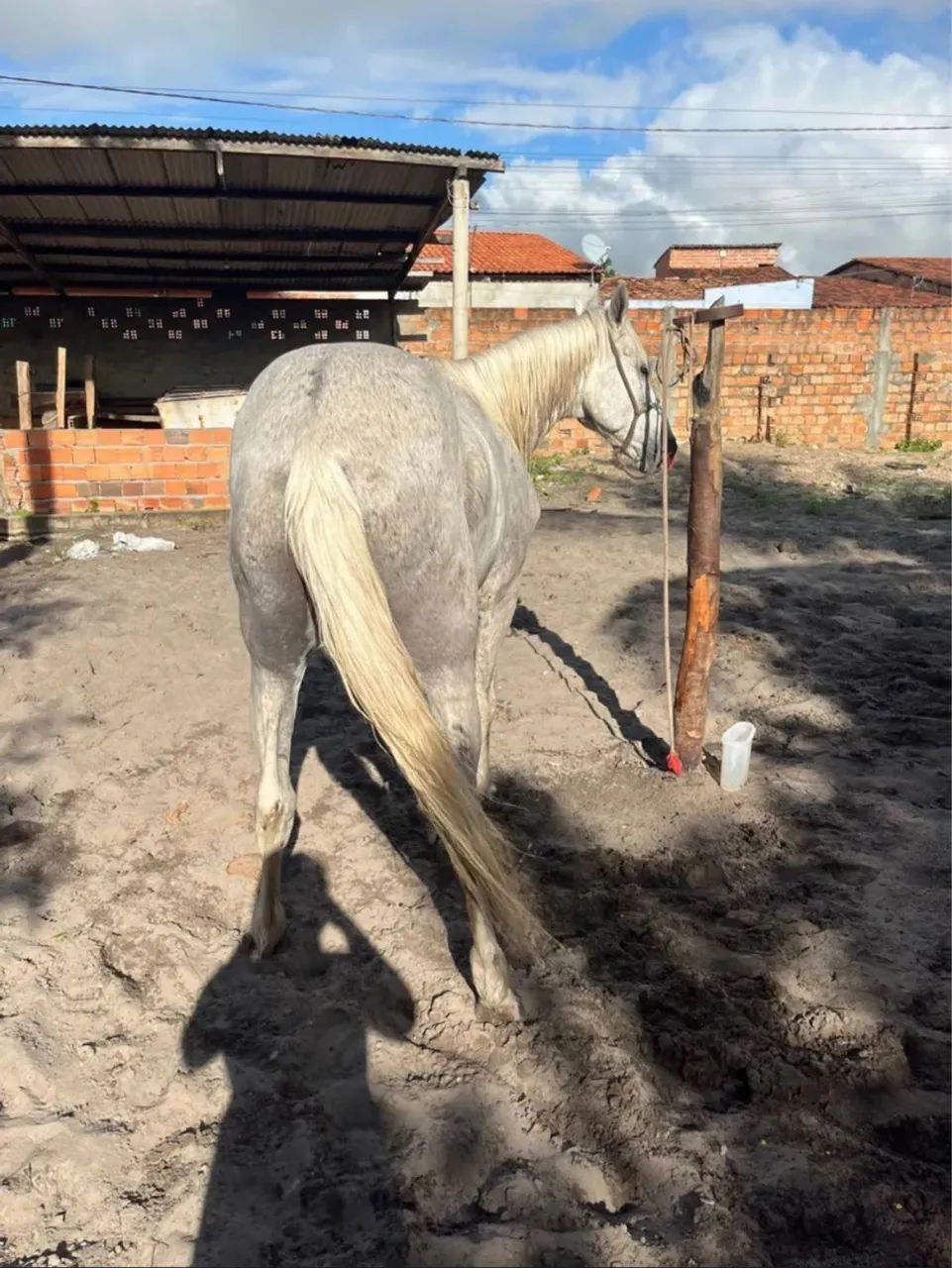 Cavalo mangalarga 