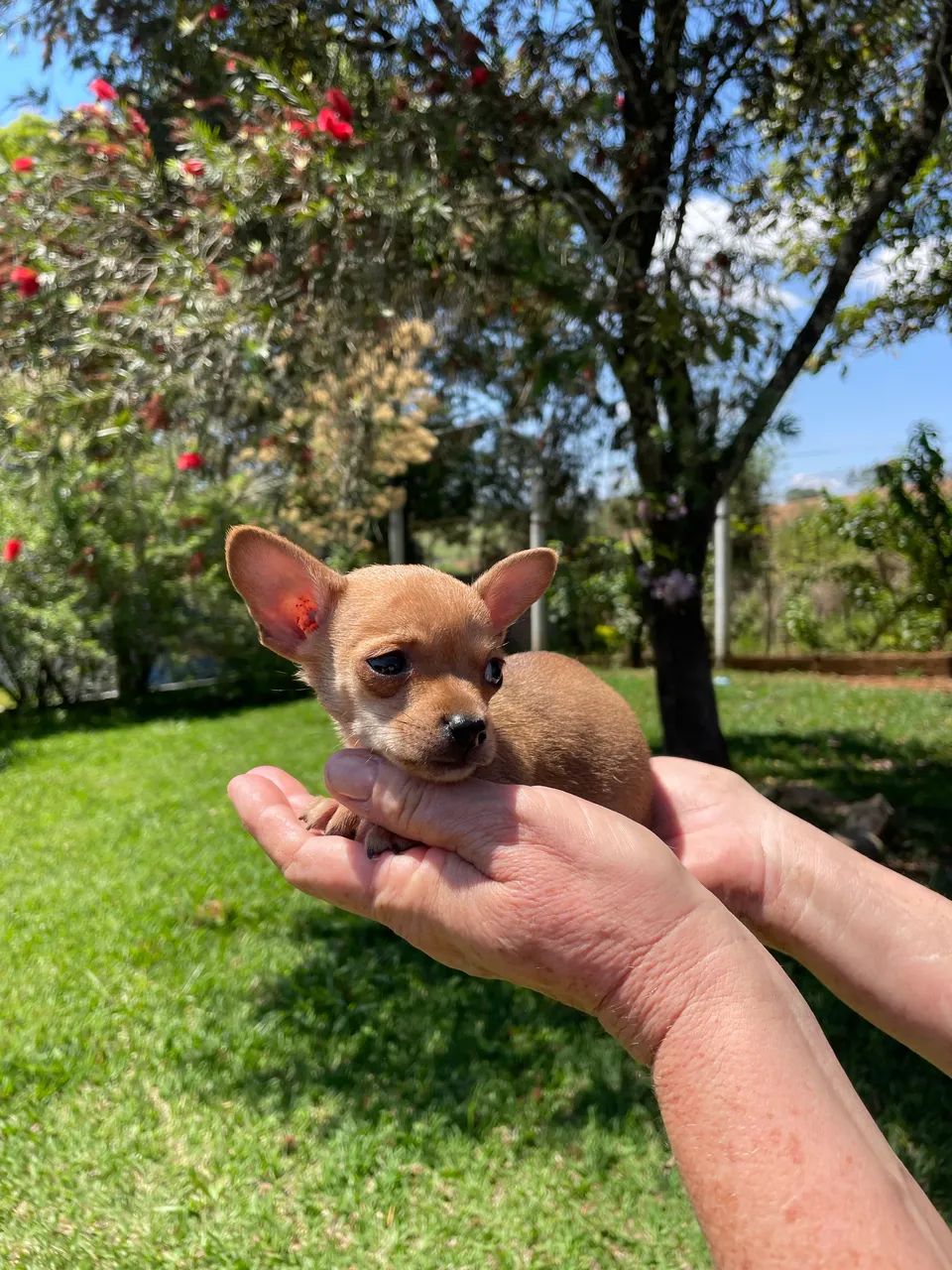 Mini pinscher macho  - Foto 4