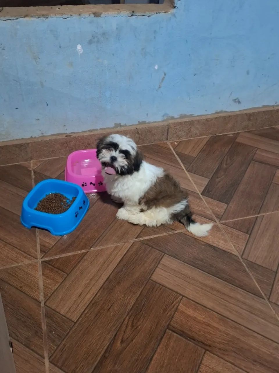 Vendo Cachorros shitzu  - Foto 3