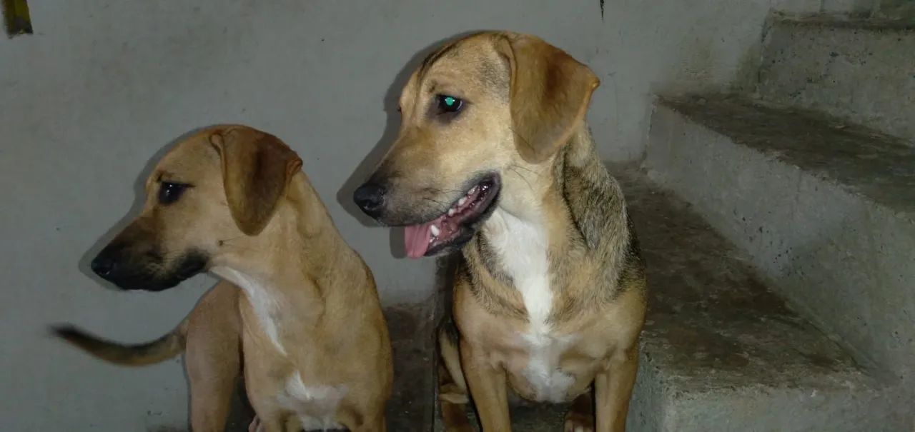 Adote Saphira e Jully - Foto 2