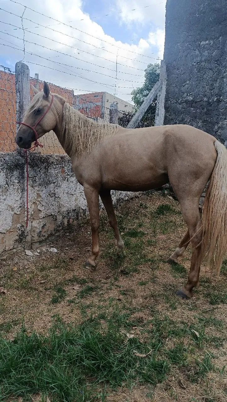 égua / cavalo  - Foto 2