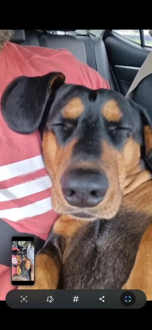 Lindo macho dachshund para cruzar - Foto 4