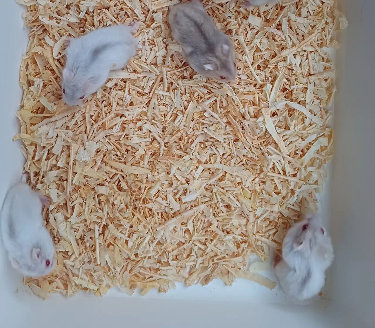 Hamster anão russo  - Foto 3